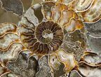 Huge Wide Cleoniceras Ammonite (Half) #6408-3